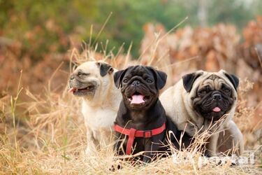 Спокійні та виважені: топ порід собак, у яких практично відсутній мисливський інстинкт