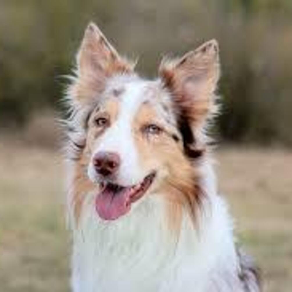 Могут создать трудности для новичков: топ пород собак, нуждающихся в особом уходе