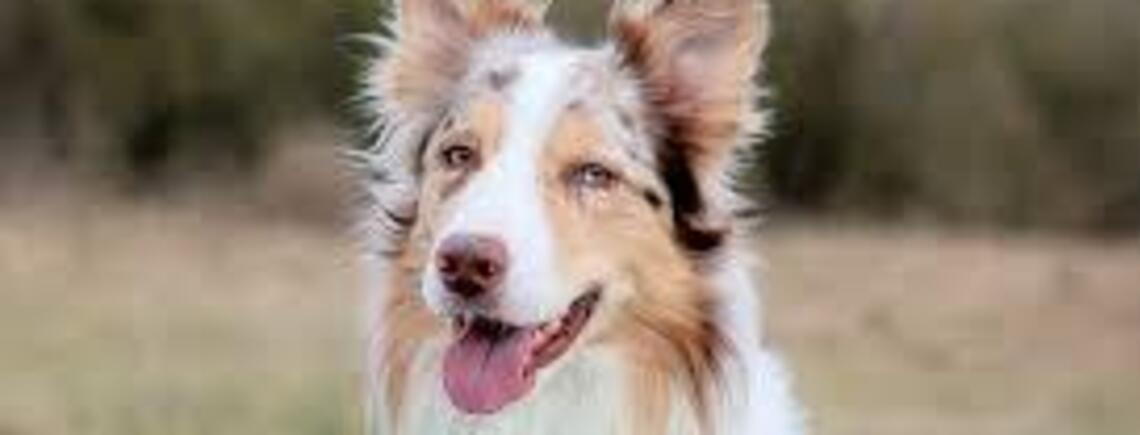 Могут создать трудности для новичков: топ пород собак, нуждающихся в особом уходе