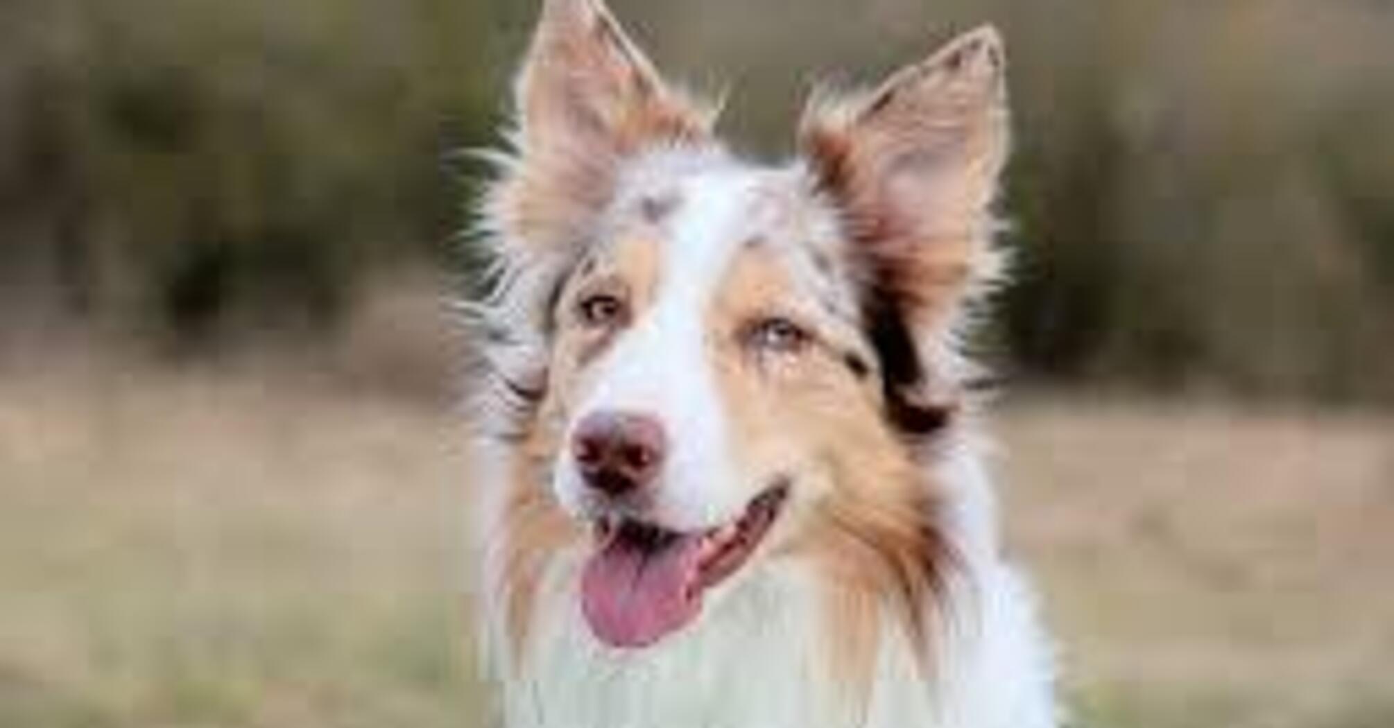 Могут создать трудности для новичков: топ пород собак, нуждающихся в особом уходе