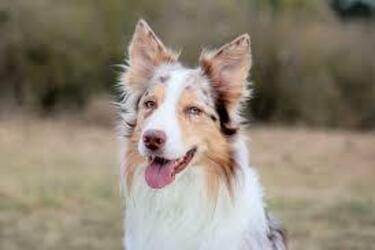 Могут создать трудности для новичков: топ пород собак, нуждающихся в особом уходе