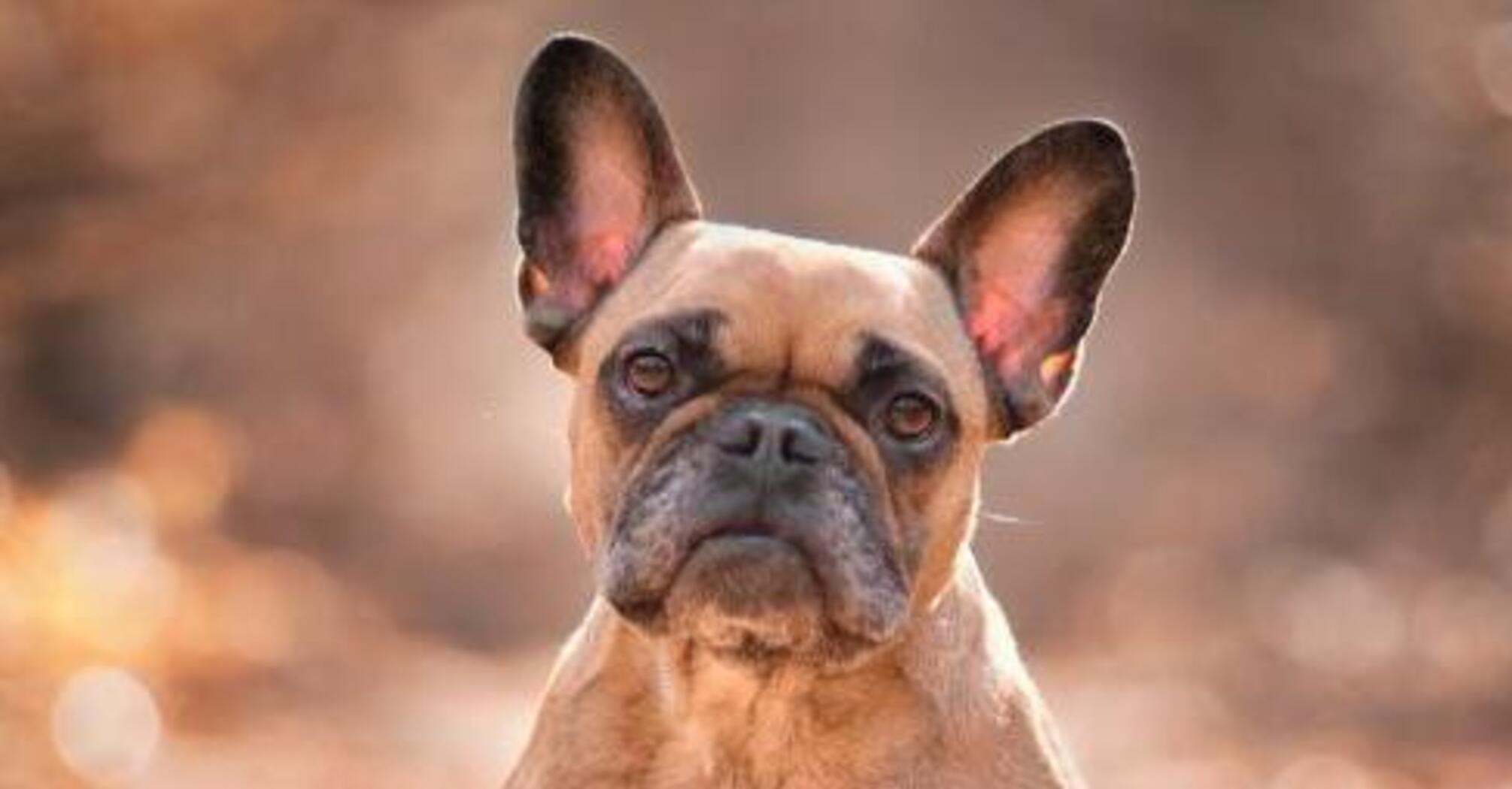 Їх найважче дресирувати: топ найвпертіших порід собак  