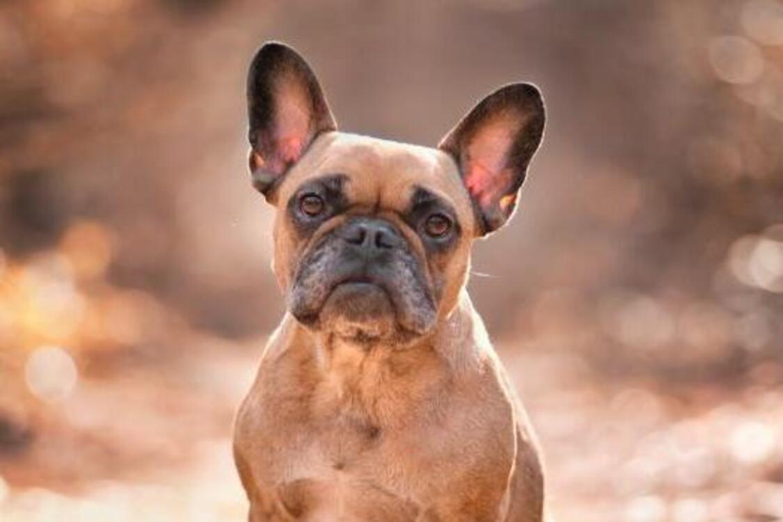 Их тяжелее всего дрессировать: топ самых упрямых пород собак