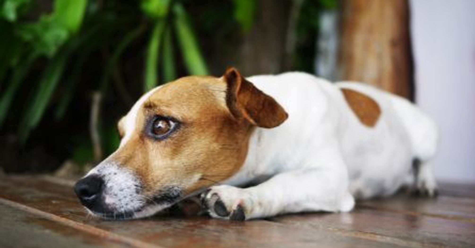 Це варто знати кожному господареві: як виглядають ознаки болю у собаки  