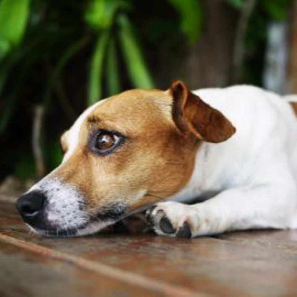 Это следует знать каждому хозяину: как выглядят признаки боли у собаки