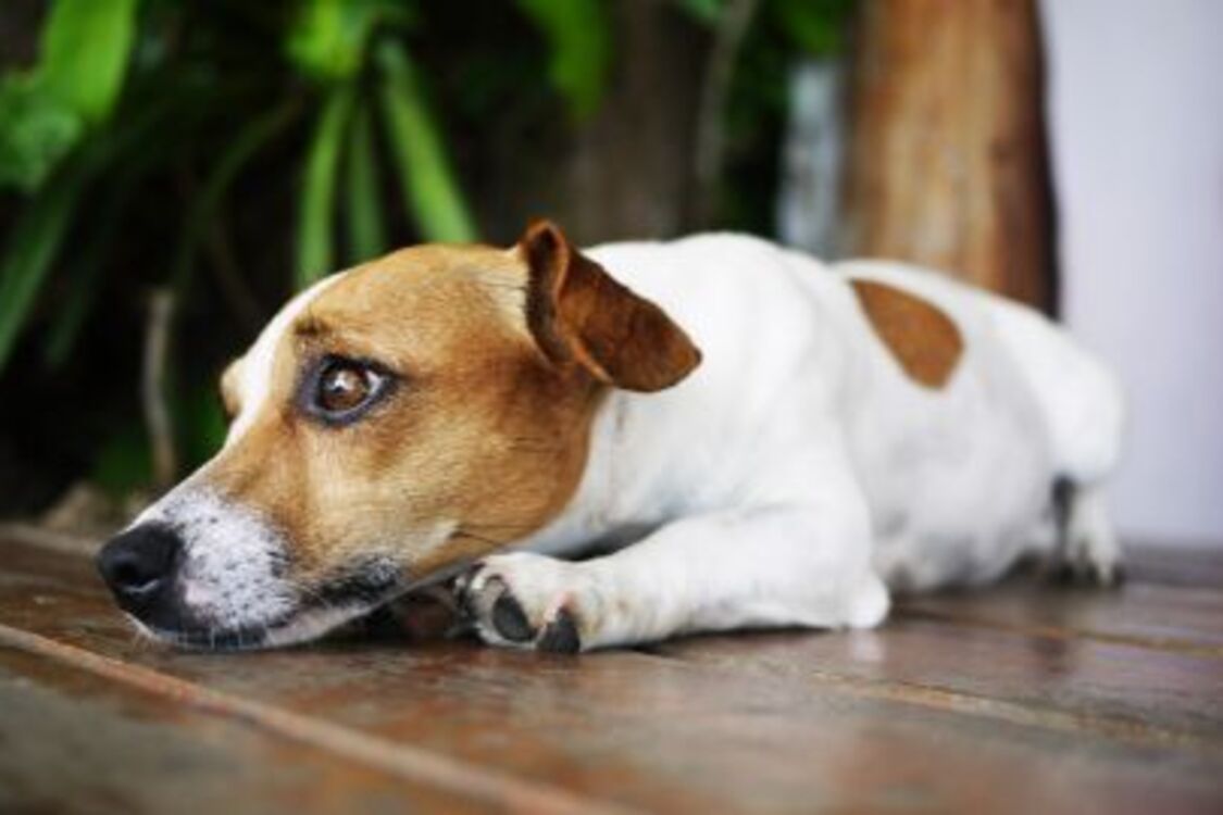 Это следует знать каждому хозяину: как выглядят признаки боли у собаки