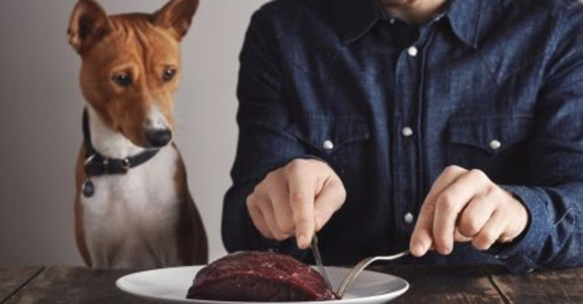 Почему собакам не рекомендуется давать сырое мясо: ответ ветеринара