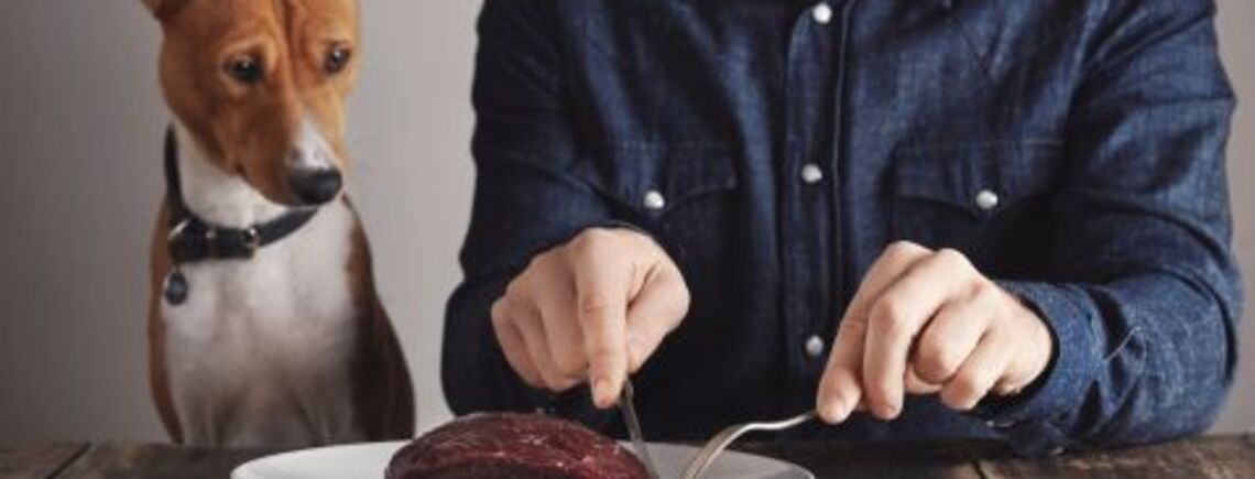 Почему собакам не рекомендуется давать сырое мясо: ответ ветеринара