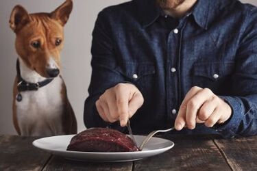 Чому собакам не рекомендується давати сире мʼясо: відповідь ветеринара