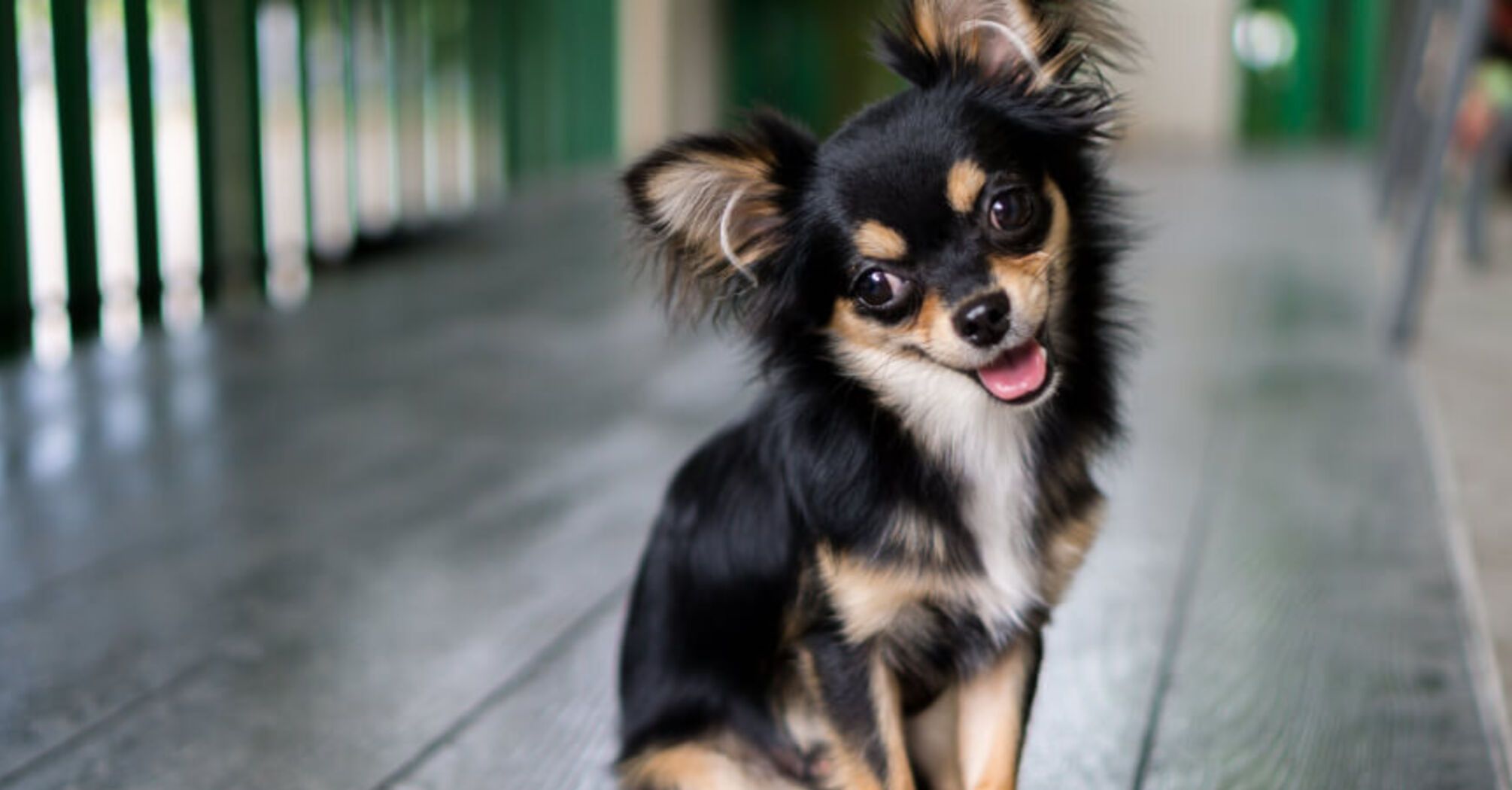 Какие породы собак живут дольше всего