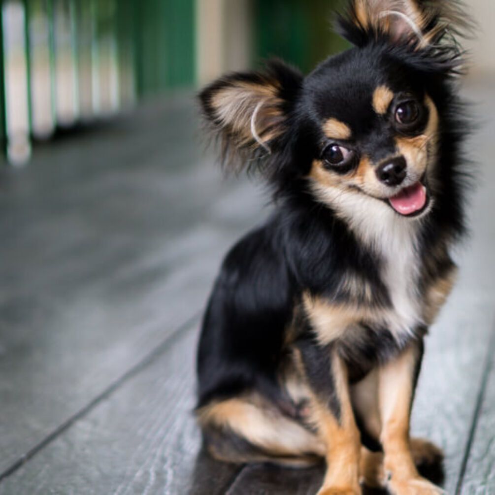 Які породи собак живуть найдовше