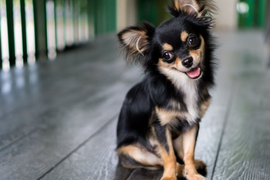 Які породи собак живуть найдовше