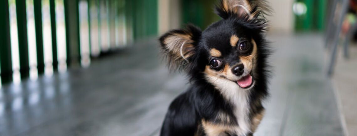 Какие породы собак живут дольше всего