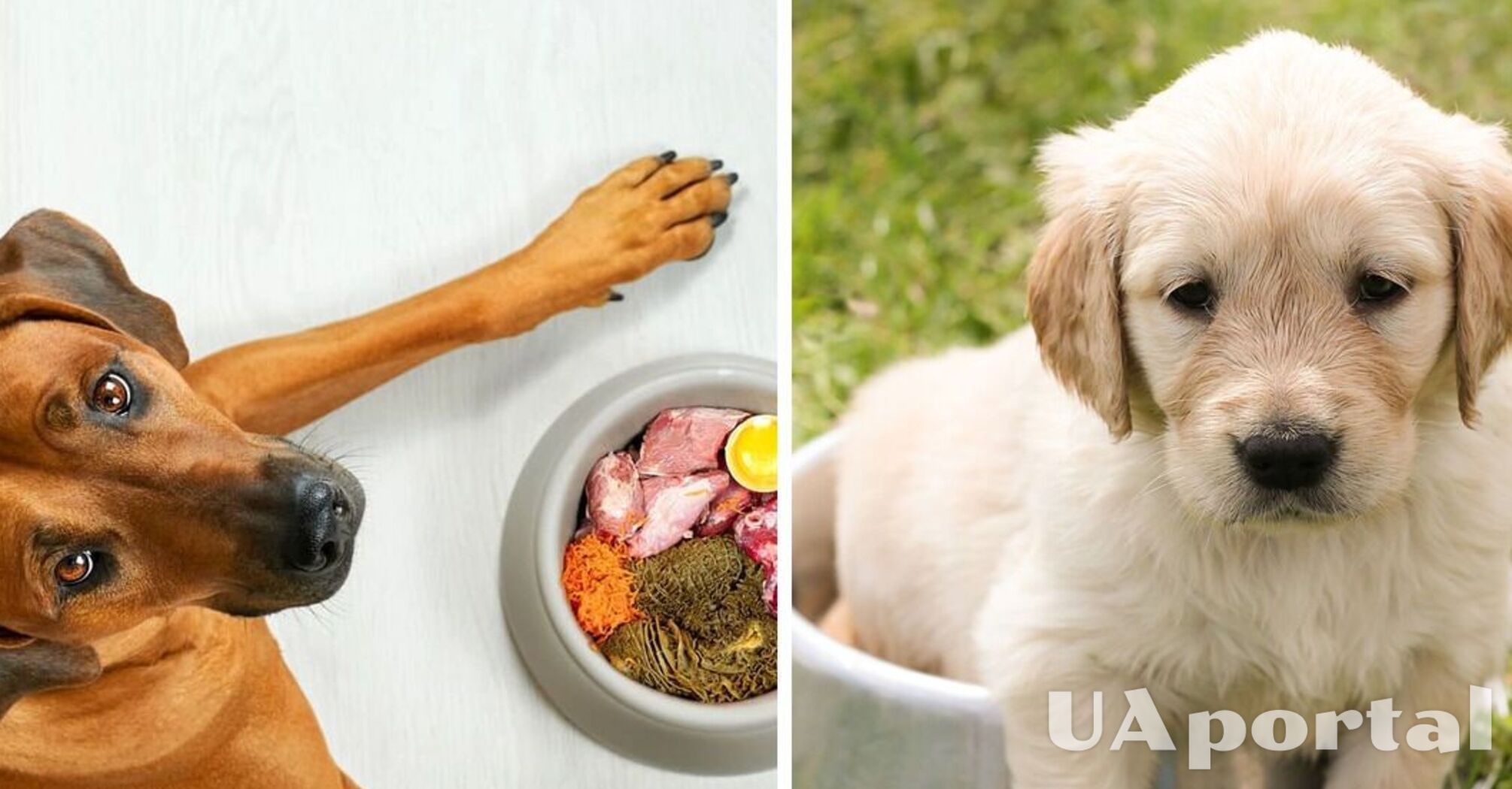 Сухой рацион для собаки: советы по сохранению здоровья любимца