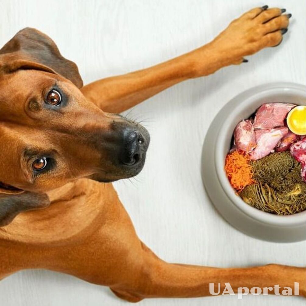 Сухий раціон для собаки: поради для збереження здоровʼя улюбленця