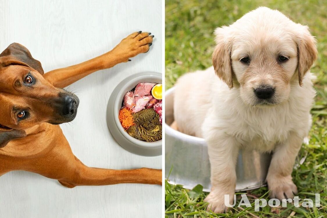 Сухой рацион для собаки: советы по сохранению здоровья любимца