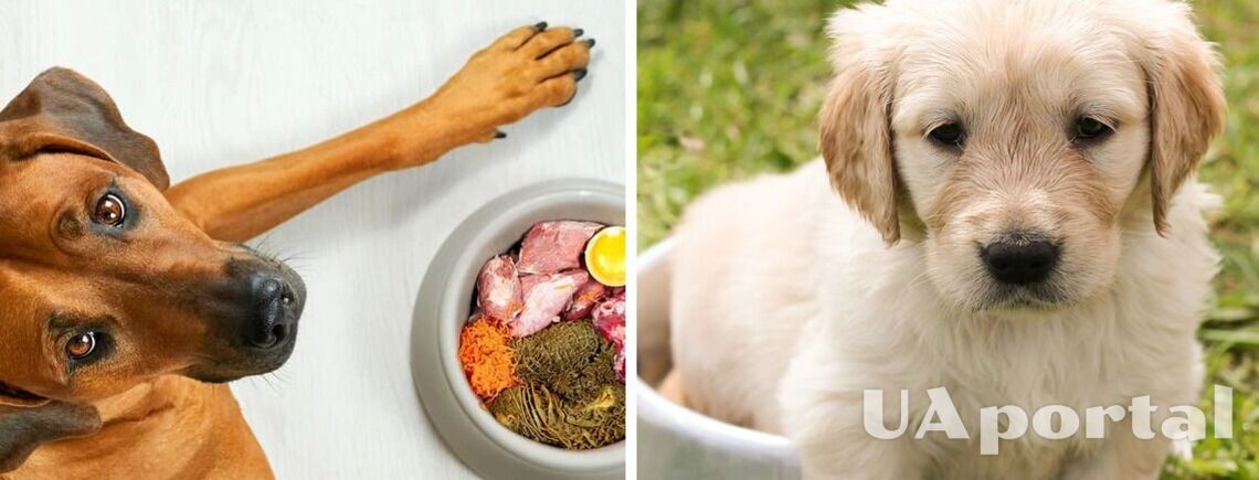 Сухий раціон для собаки: поради для збереження здоровʼя улюбленця