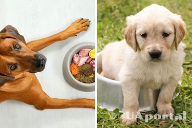 Сухой рацион для собаки: советы по сохранению здоровья любимца