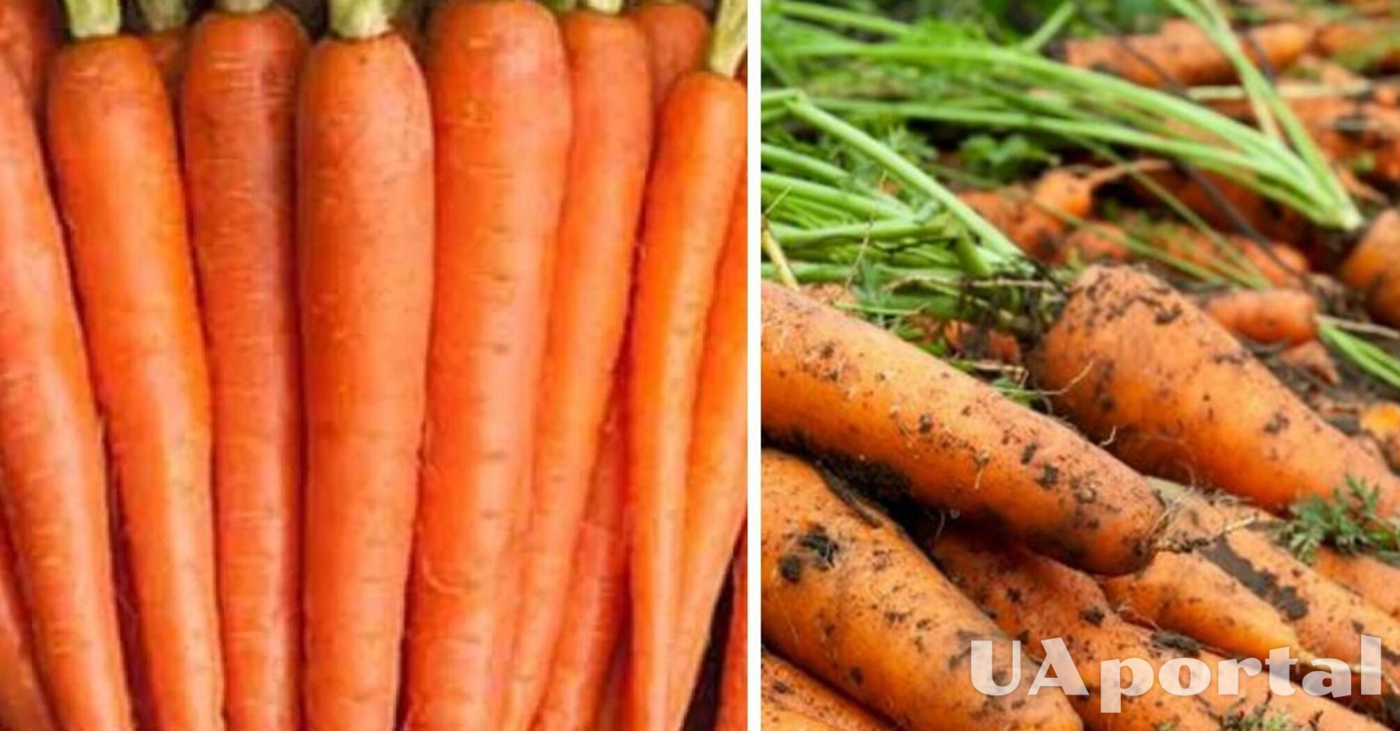 В Украине снизилась цена на популярный овощ: сколько стоит