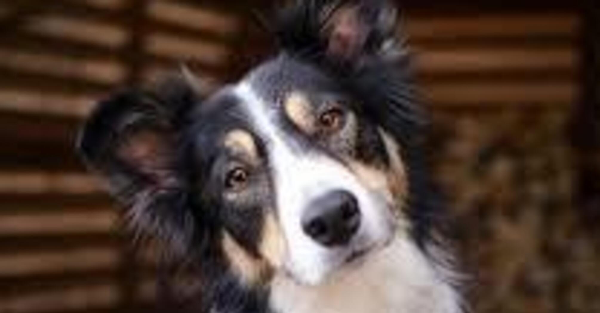 Обладают самым крепким здоровьем: какие собаки редко болеют 