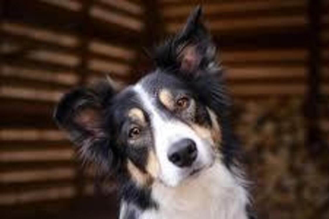 Обладают самым крепким здоровьем: какие собаки редко болеют