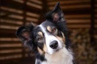 Мають найміцніше здоровʼя: які собаки рідко хворіють