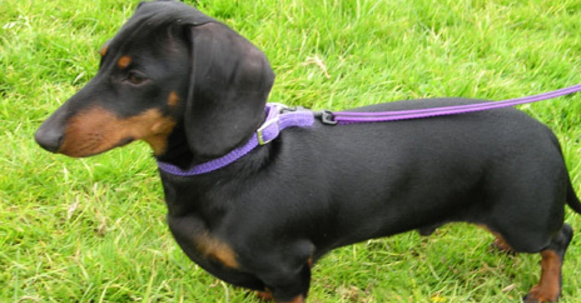 З ними буде непросто: топ порід собак з поганою поведінкою   