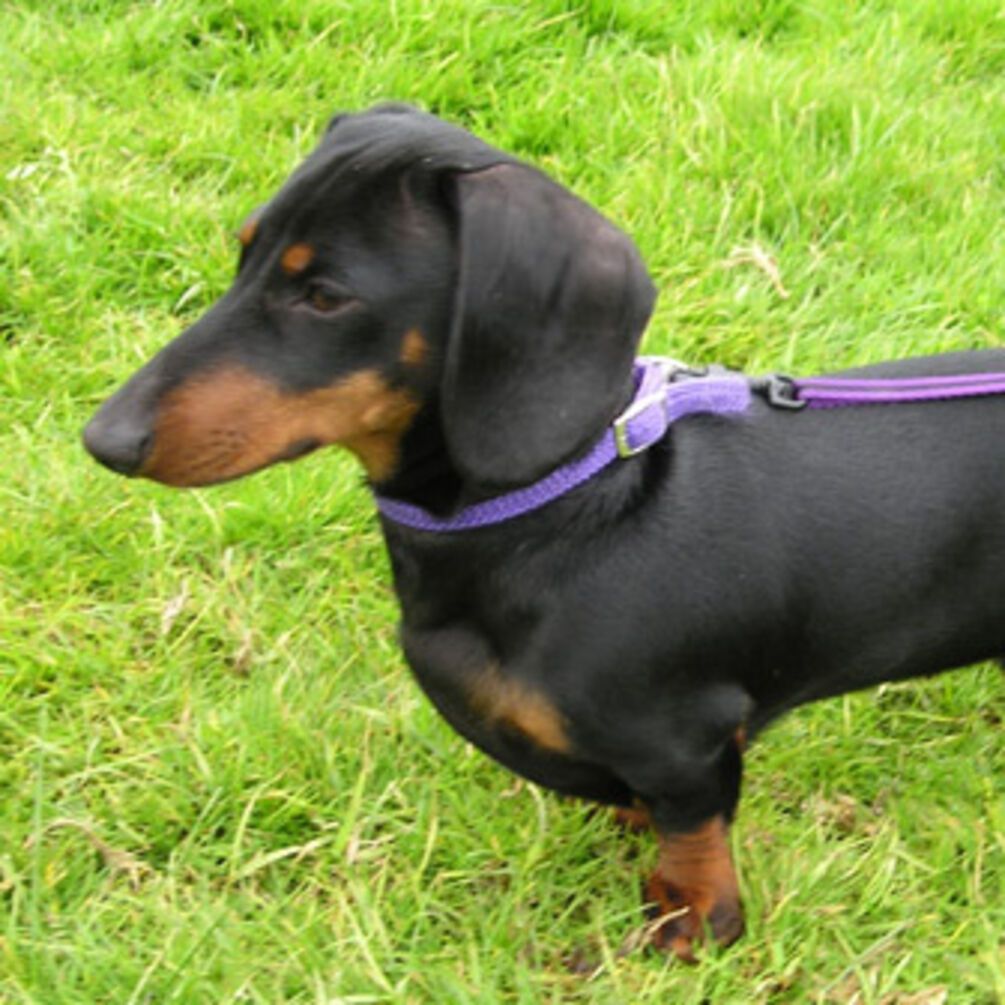 С ними будет непросто: топ пород собак с плохим поведением