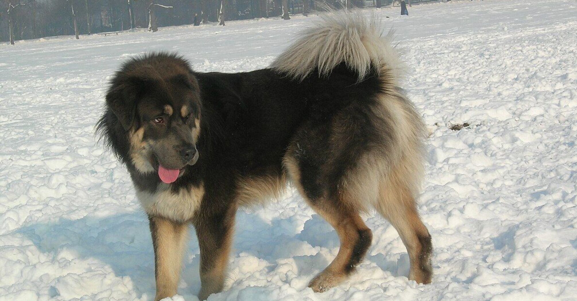 Надзвичайно сильні бійці: які породи собак не варто заводити сімʼям