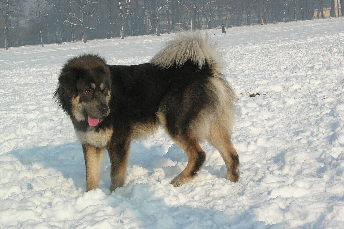 Чрезвычайно сильные бойцы: какие породы собак не следует заводить семьям