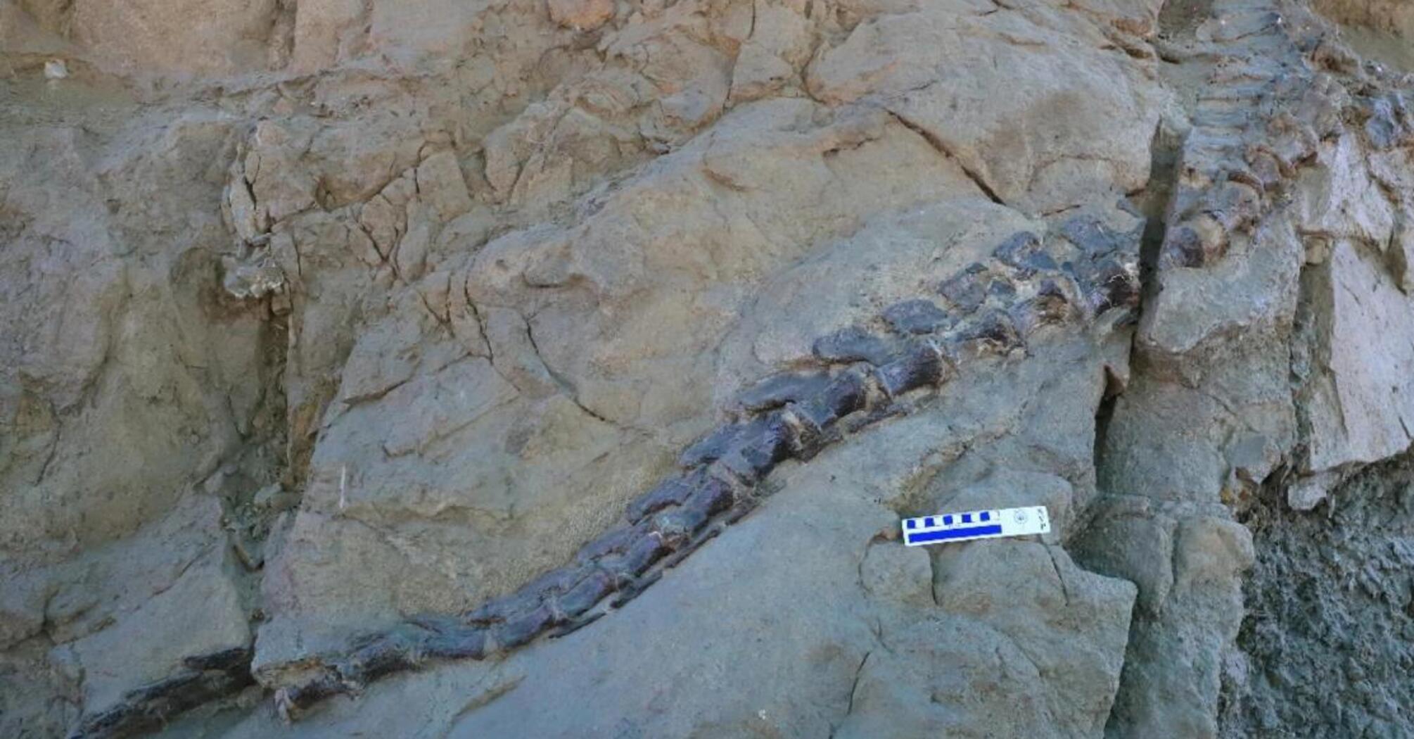 Напрочуд добре зберігся: вчені знайшли у Китаї череп динозавра віком 165 мільйонів років (фото)