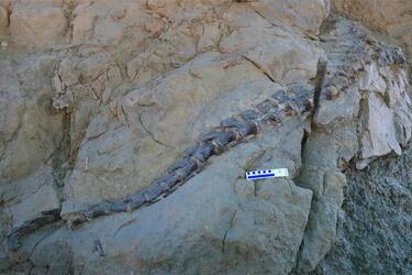 Удивительно хорошо сохранилось: ученые нашли в Китае череп динозавра в возрасте 165 миллионов лет (фото)