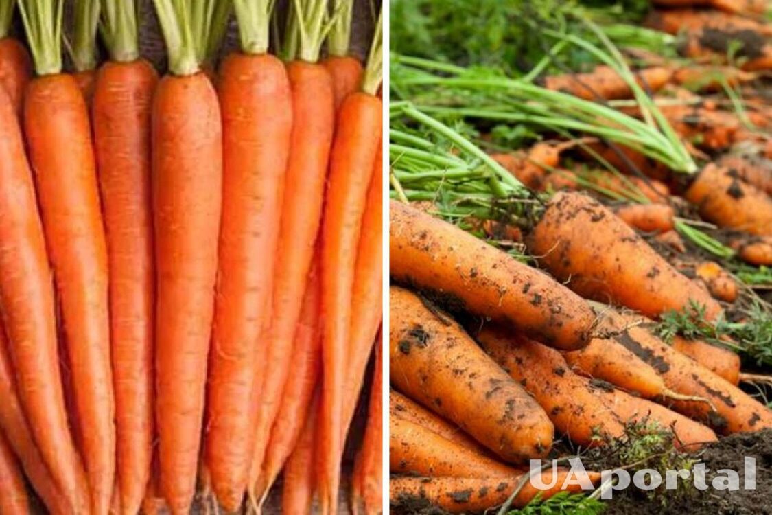 В Україні різко знизилась вартістю популярного овочу: скільки коштує