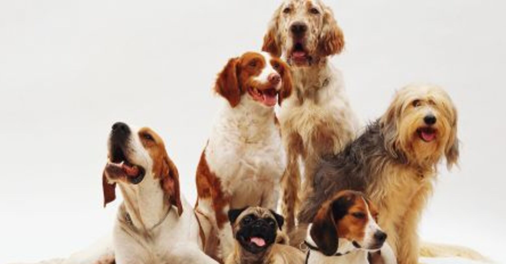 Садоводам на заметку: чем опасен компост для собаки