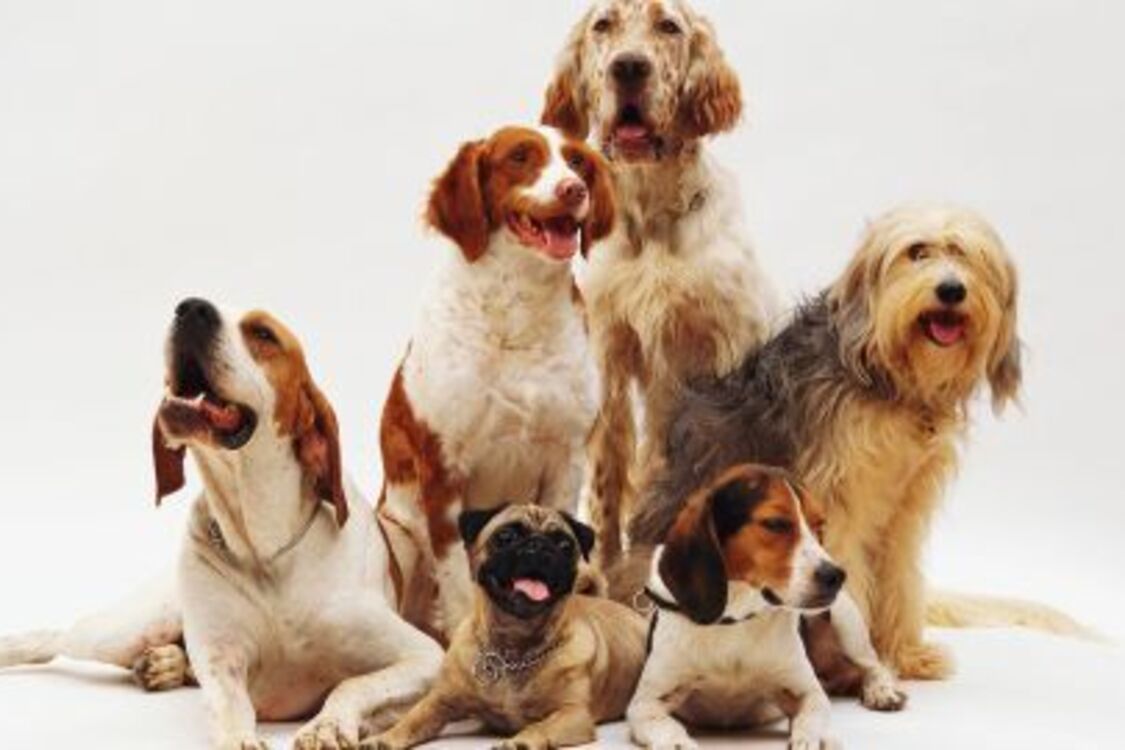 Садоводам на заметку: чем опасен компост для собаки