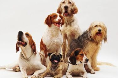 Садоводам на заметку: чем опасен компост для собаки