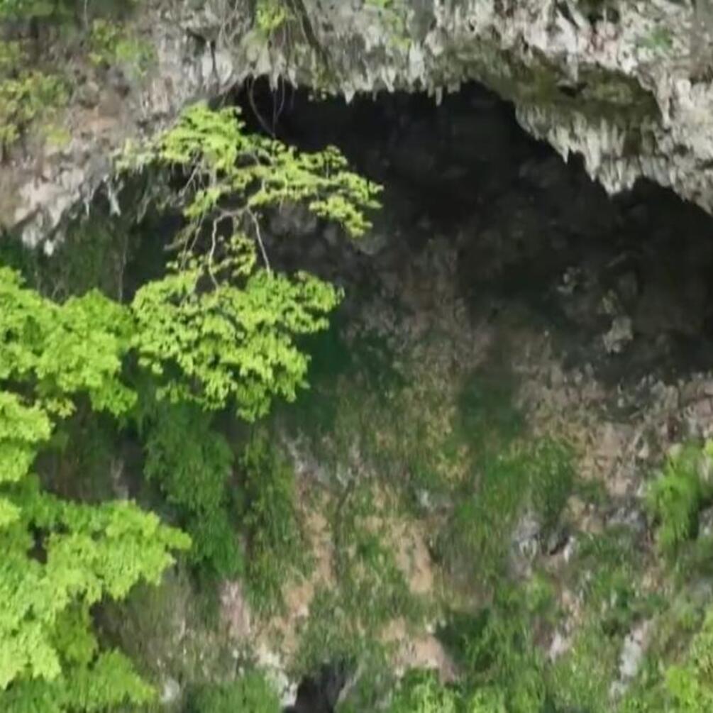 Розташовується на глибині 200 метрів під землею: у Китаї виявили унікальний ліс (фото)