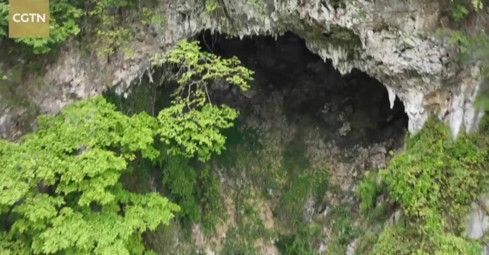 Размещается на глубине 200 метров под землей: в Китае обнаружили уникальный лес (фото)