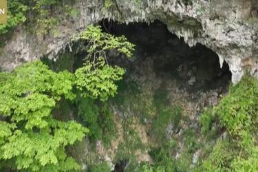 Розташовується на глибині 200 метрів під землею: у Китаї виявили унікальний ліс (фото)