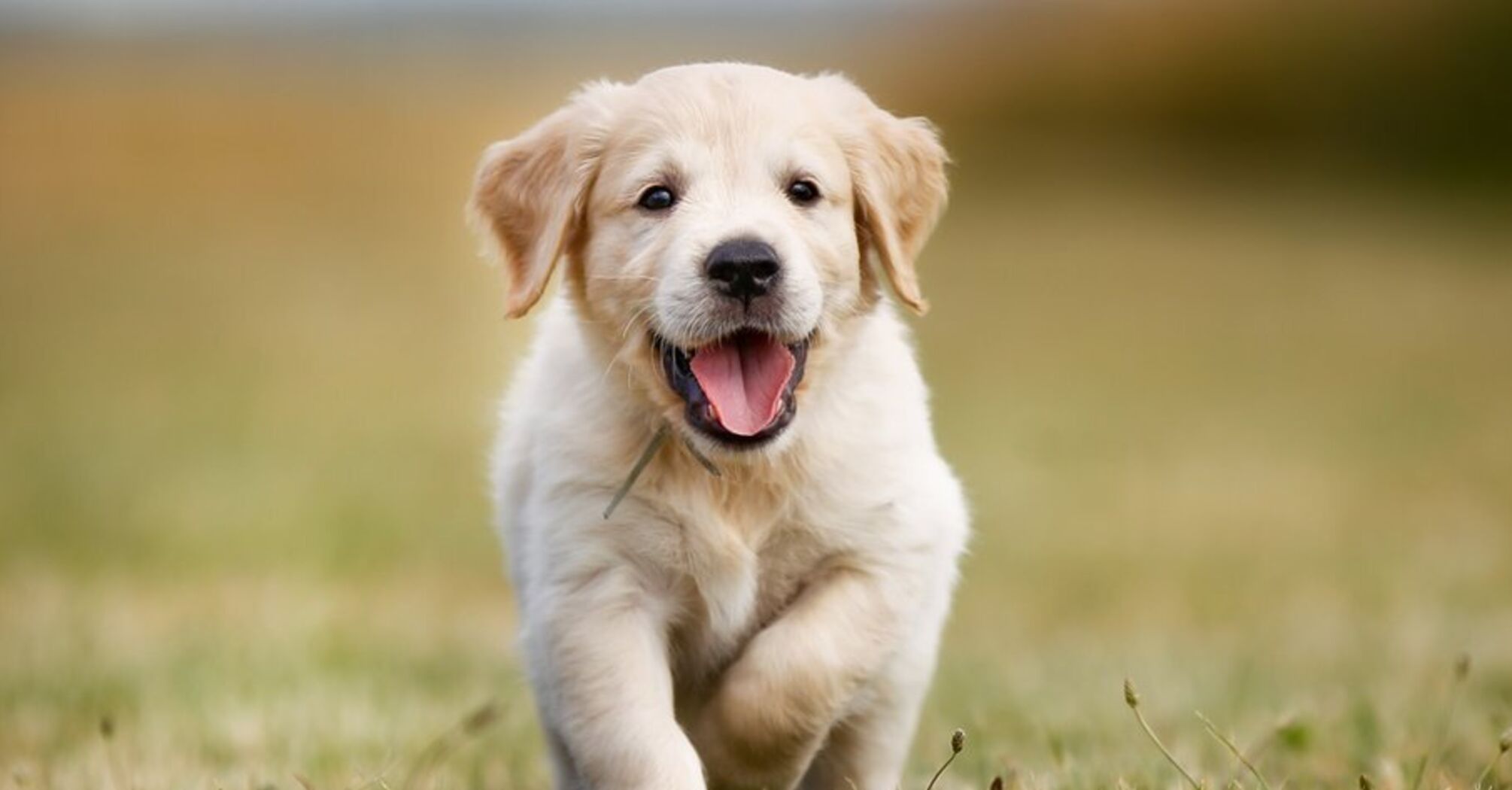 Могут представлять серьезную угрозу для собаки: топ опасных цветов для вашего любимца