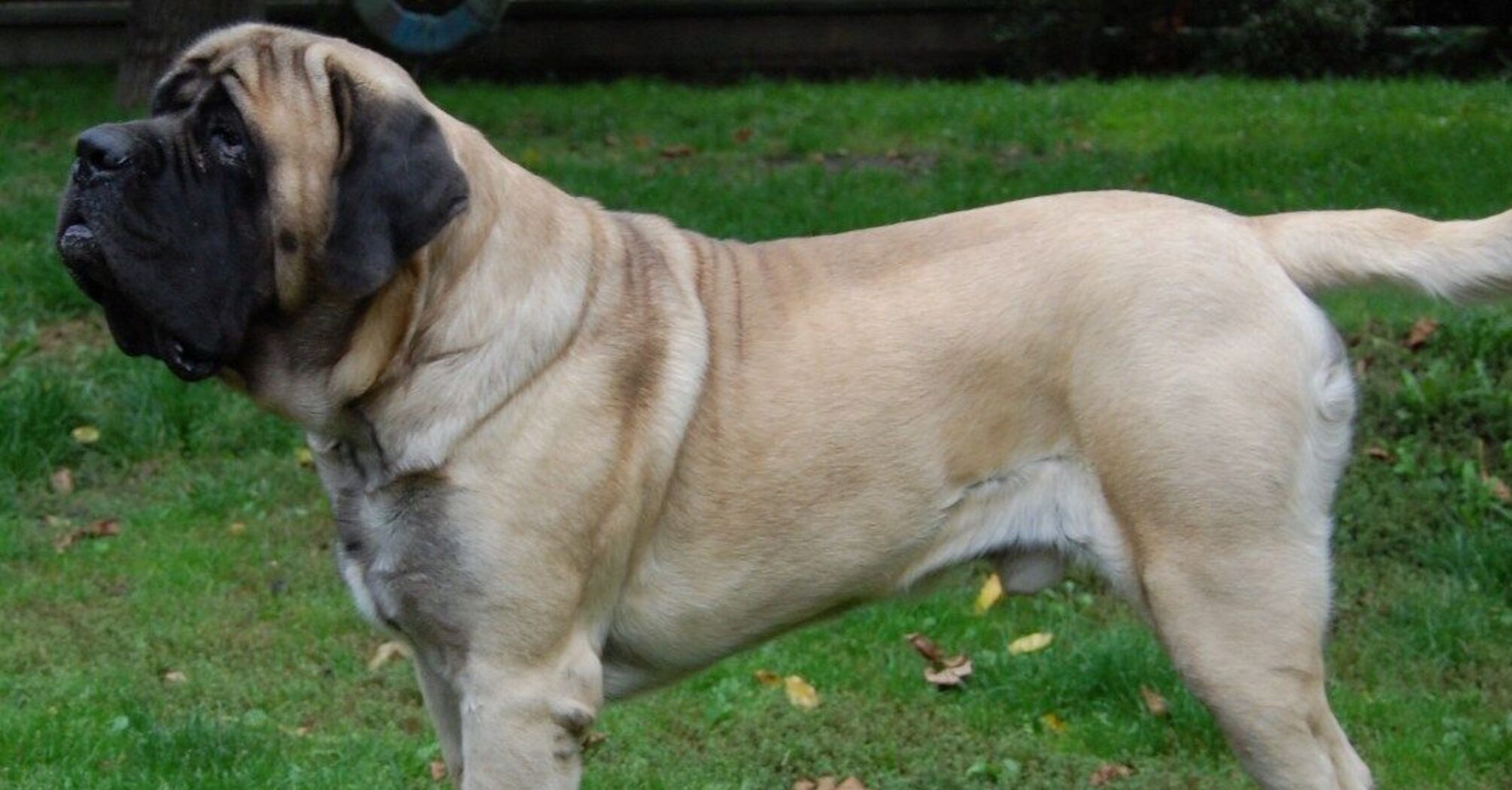 С ними будет тяжело: топ пород собак, требующих 'максимального включения'