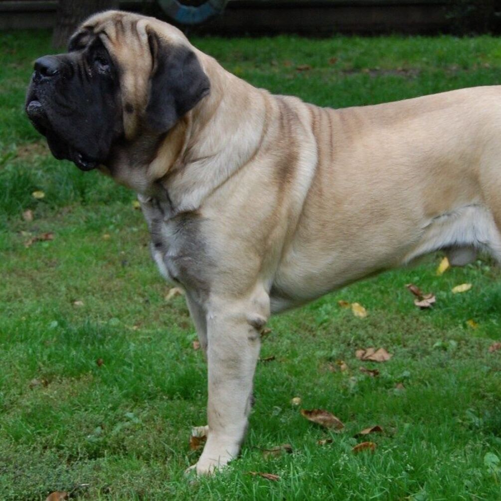 З ними буде важко: топ порід собак, які вимагають 'максимального включення'