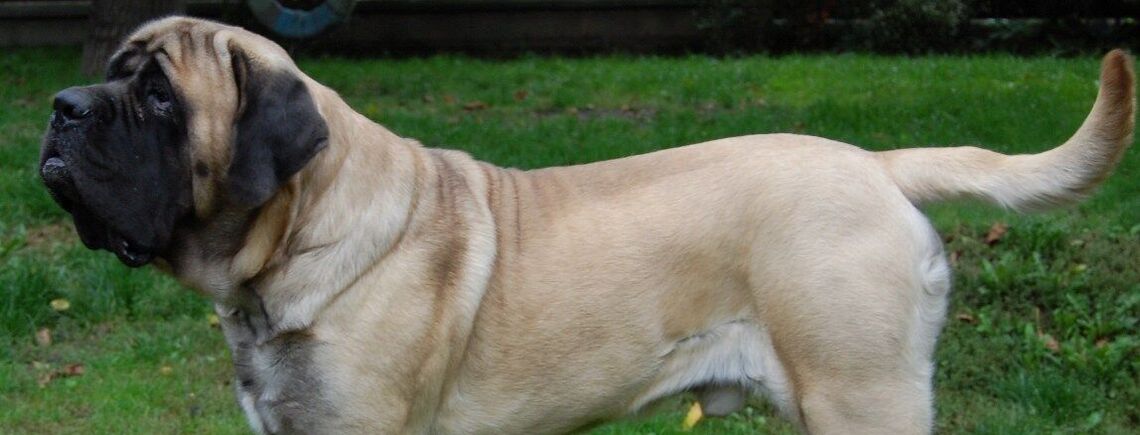 З ними буде важко: топ порід собак, які вимагають 'максимального включення'