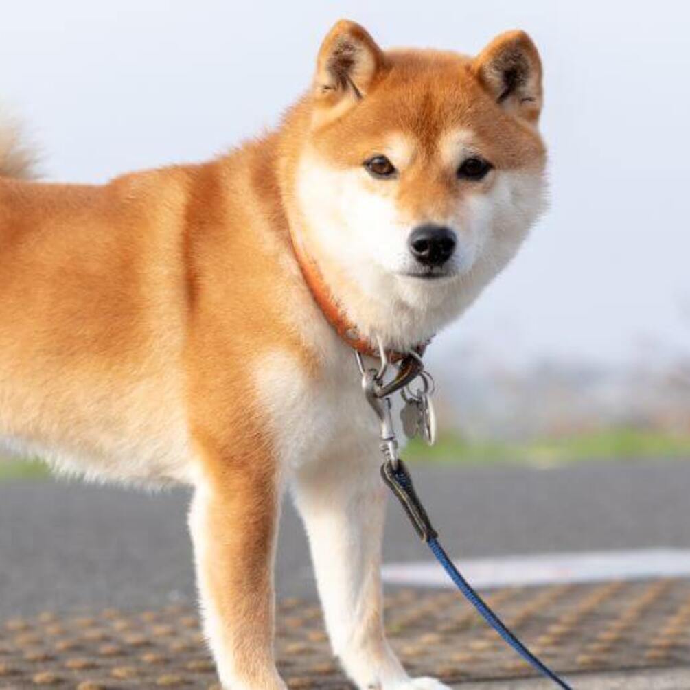 Всегда будут рядом: топ самых преданных собак