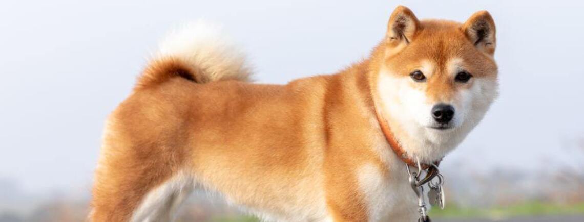 Всегда будут рядом: топ самых преданных собак