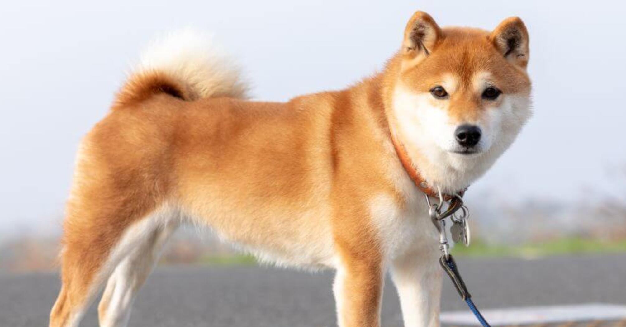 Всегда будут рядом: топ самых преданных собак