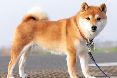 Всегда будут рядом: топ самых преданных собак