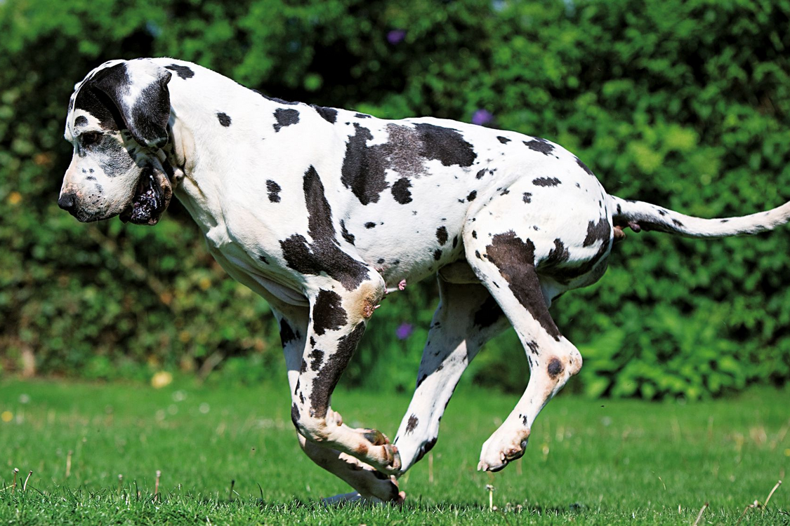 Лагідний гігант: названо найспокійнішу породу собак