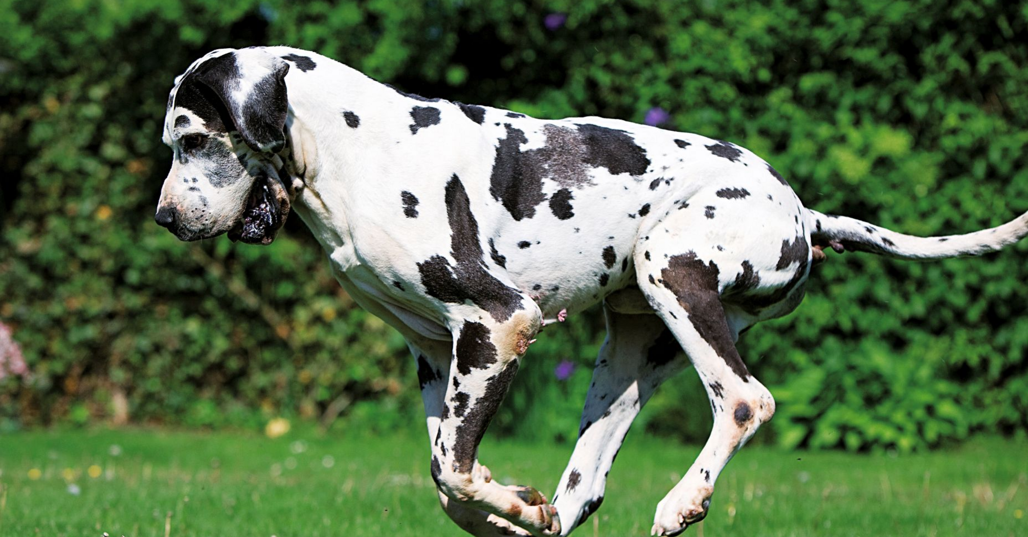 Кроткий гигант: названа самая спокойная порода собак