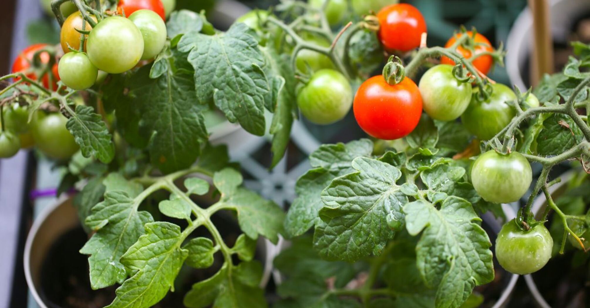 В Украине подорожал популярный овощ: сколько стоит